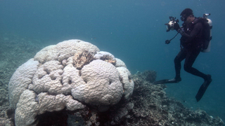 The Great Barrier Reef Is Becoming More Heat-Resistant—at a Price
